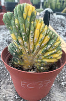 #EC37 EXACT Trichocereus Hybrid Pachanoi China Gold Variegated Crested Cactus