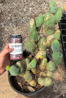 #EC39 EXACT Trichocereus Bridgesii Monstrose TBM Cactus 30+ segments