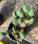 #EC39 EXACT Trichocereus Bridgesii Monstrose TBM Cactus 30+ segments