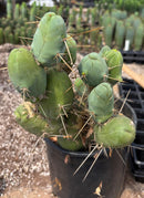 #EC39 EXACT Trichocereus Bridgesii Monstrose TBM Cactus 30+ segments