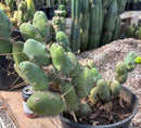 #EC39 EXACT Trichocereus Bridgesii Monstrose TBM Cactus 30+ segments