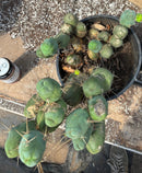 #EC39 EXACT Trichocereus Bridgesii Monstrose TBM Cactus 30+ segments