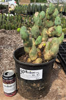 #EC39 EXACT Trichocereus Bridgesii Monstrose TBM Cactus 30+ segments