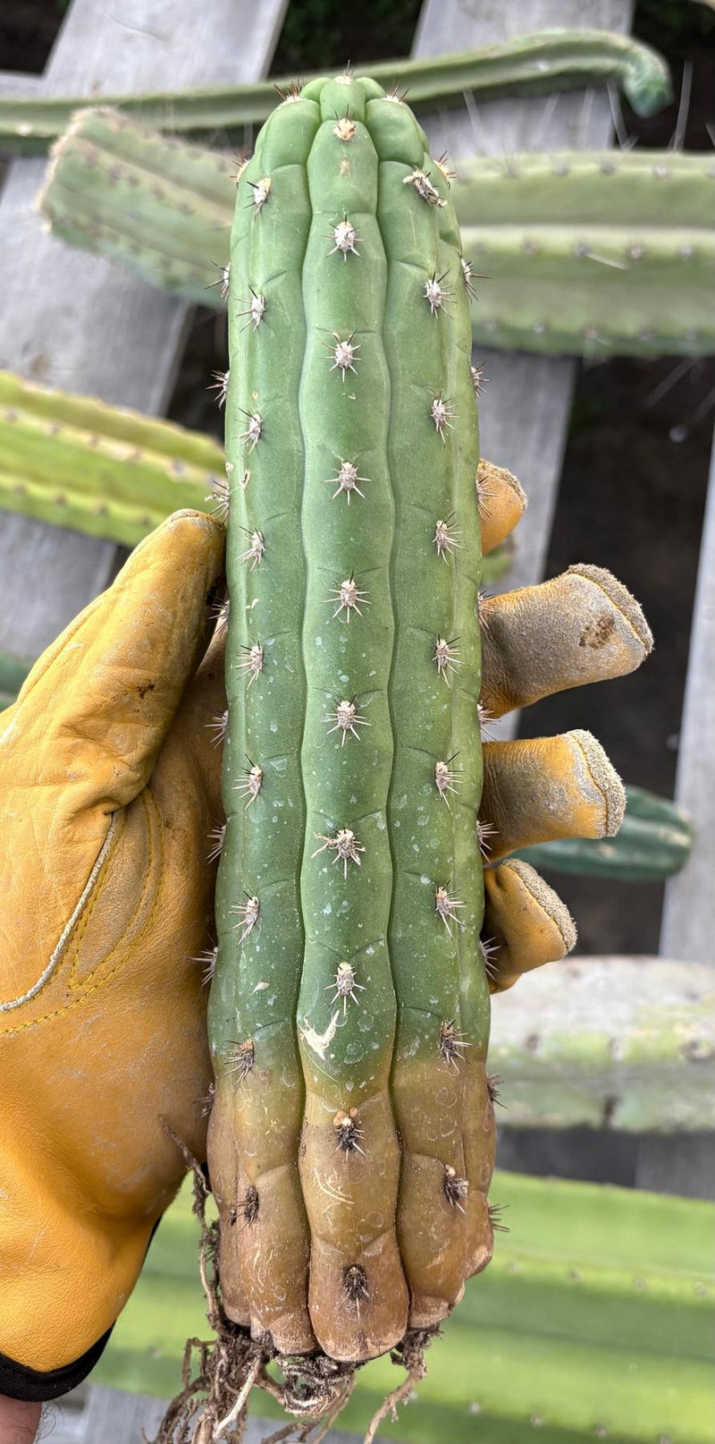 #EC40 Borzicactus Cleistocactus cactus 10-12” potted