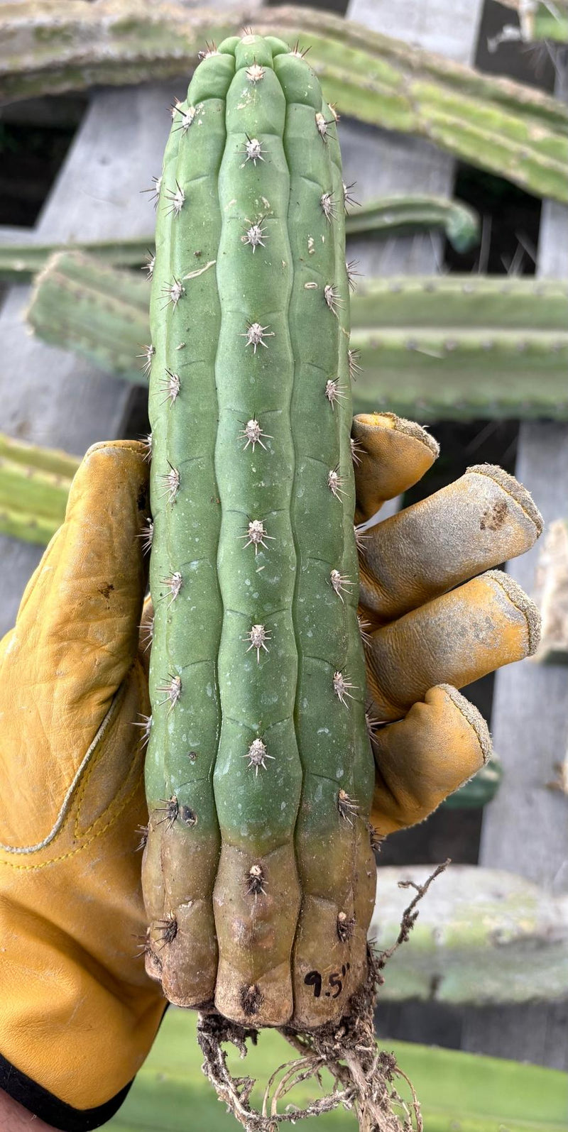 #EC40 Borzicactus Cleistocactus cactus 10-12” potted