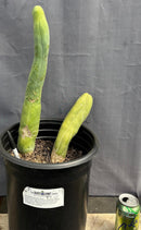 #EC41 EXACT Trichocereus Bridgesii Monstrose TBM Penis Cactus Long Form x 2