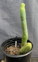 #EC41 EXACT Trichocereus Bridgesii Monstrose TBM Penis Cactus Long Form x 2