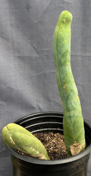 #EC41 EXACT Trichocereus Bridgesii Monstrose TBM Penis Cactus Long Form x 2