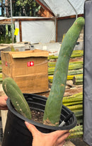 #EC41 EXACT Trichocereus Bridgesii Monstrose TBM Penis Cactus Long Form x 2