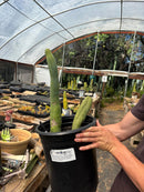 #EC41 EXACT Trichocereus Bridgesii Monstrose TBM Penis Cactus Long Form x 2