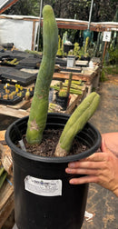 #EC41 EXACT Trichocereus Bridgesii Monstrose TBM Penis Cactus Long Form x 2