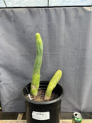 #EC41 EXACT Trichocereus Bridgesii Monstrose TBM Penis Cactus Long Form x 2