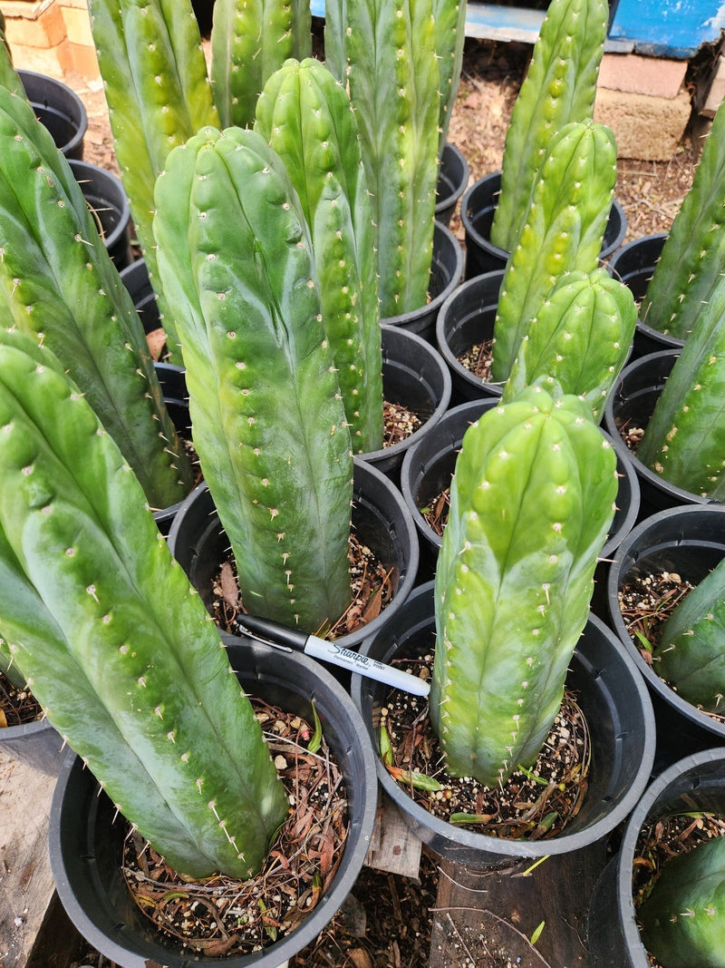 #EC43 EXACT Trichocereus Pachanoi ECK Cactus Potted and Cuttings