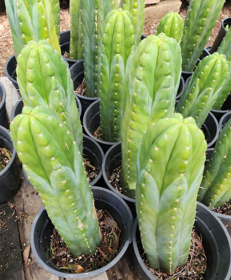 #EC43 EXACT Trichocereus Pachanoi ECK Cactus Potted and Cuttings