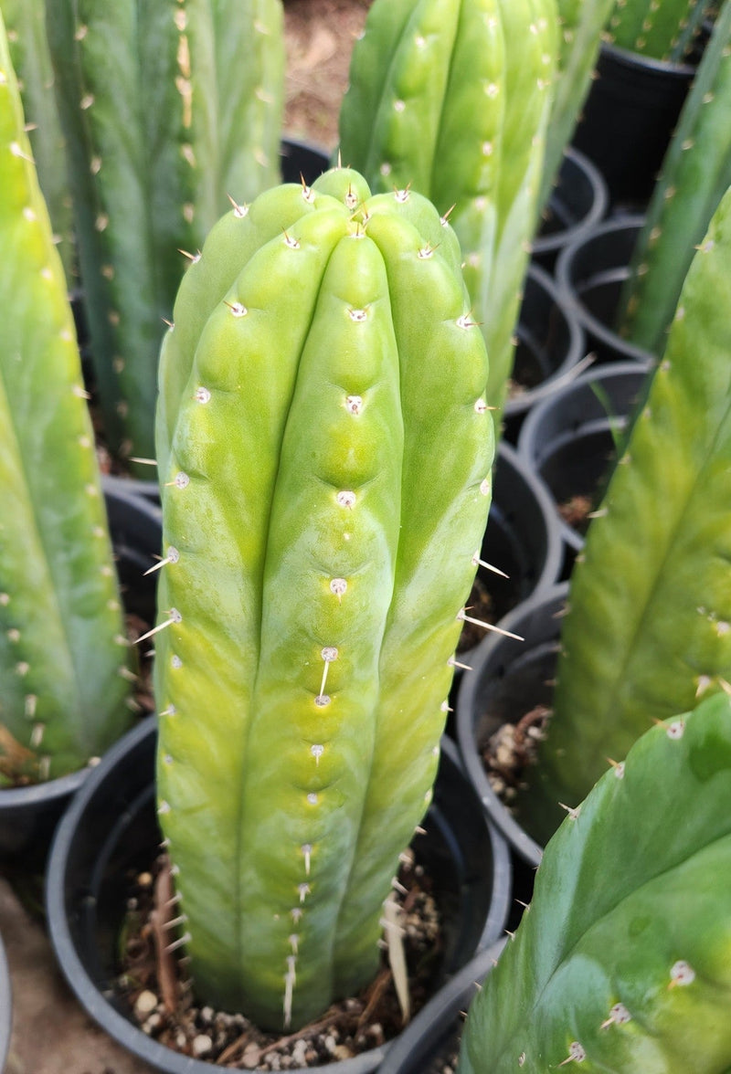 #EC43 EXACT Trichocereus Pachanoi ECK Cactus Potted and Cuttings