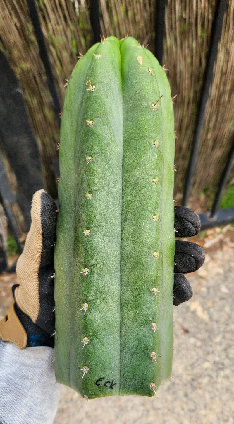 #EC43 EXACT Trichocereus Pachanoi ECK Cactus Potted and Cuttings