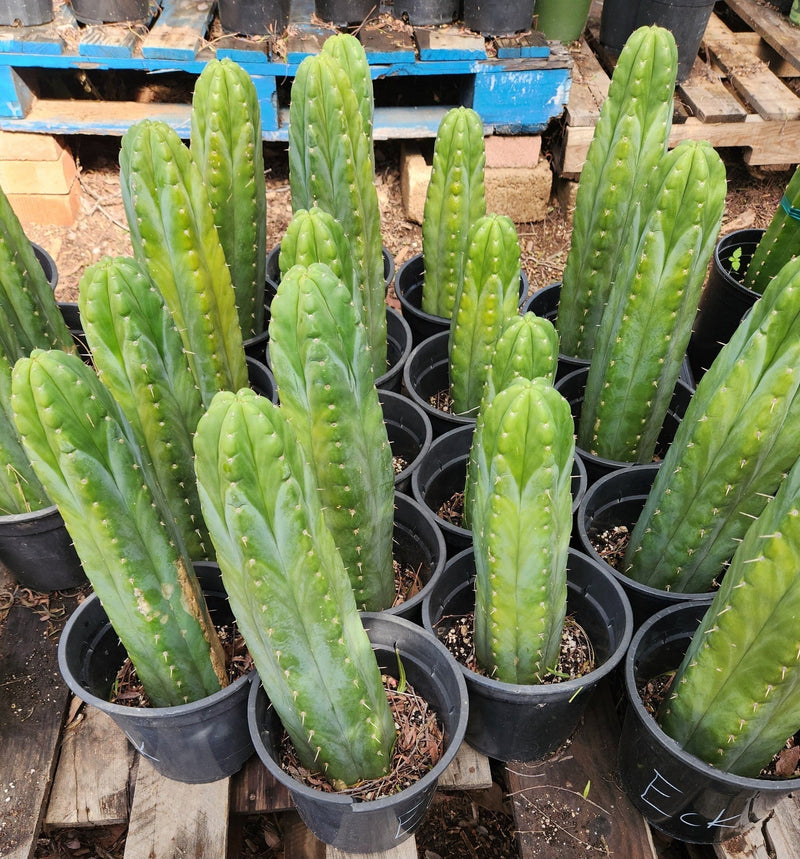 #EC43 EXACT Trichocereus Pachanoi ECK Cactus Potted and Cuttings