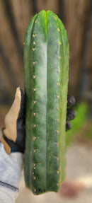 #EC43 Trichocereus Pachanoi ECK Cactus Potted and Cuttings