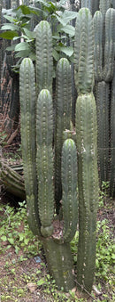 #EC43 Trichocereus Pachanoi ECK Cactus Potted and Cuttings