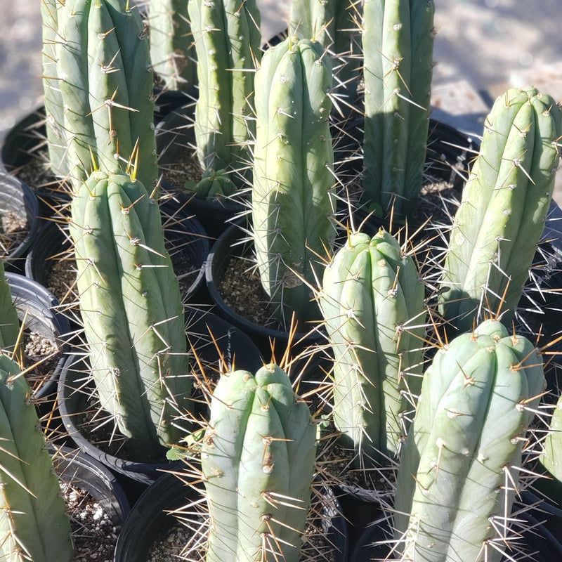 #EC44 EXACT Trichocereus Bridgesii "Jiimz Strong Spine" Cactus