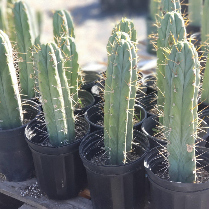 #EC44 EXACT Trichocereus Bridgesii "Jiimz Strong Spine" Cactus