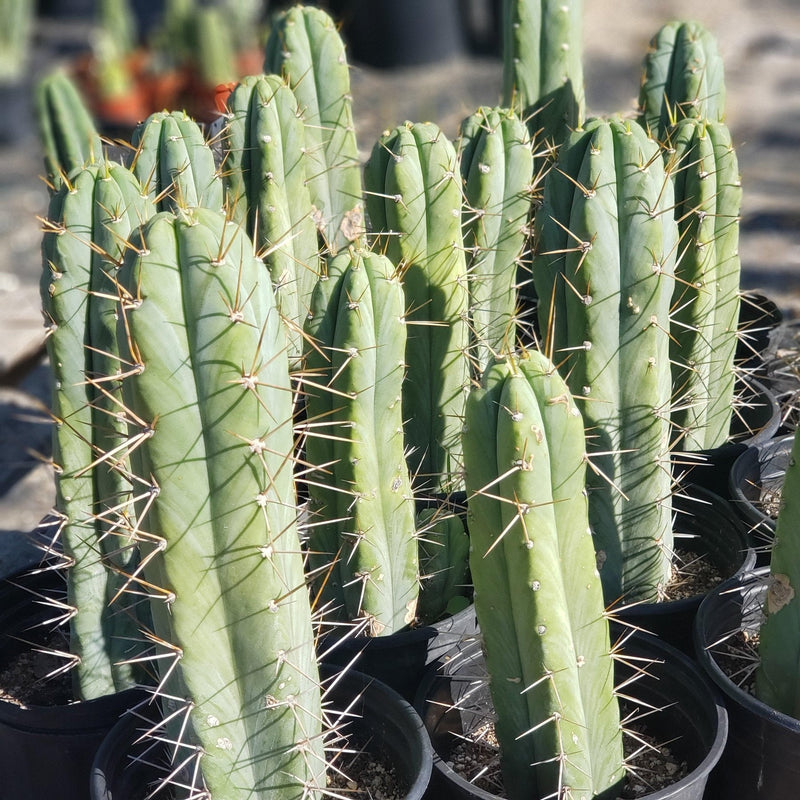 #EC44 EXACT Trichocereus Bridgesii "Jiimz Strong Spine" Cactus