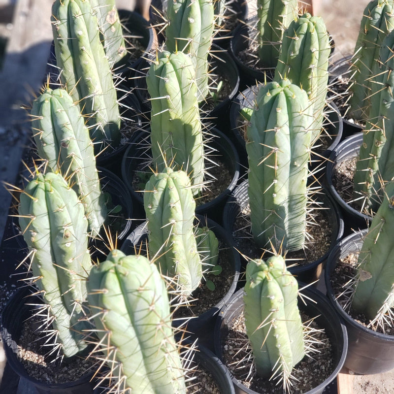 #EC44 EXACT Trichocereus Bridgesii "Jiimz Strong Spine" Cactus