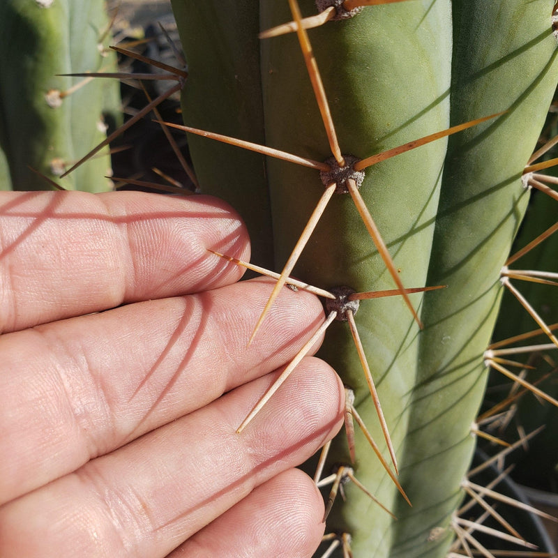 #EC44 EXACT Trichocereus Bridgesii "Jiimz Strong Spine" Cactus