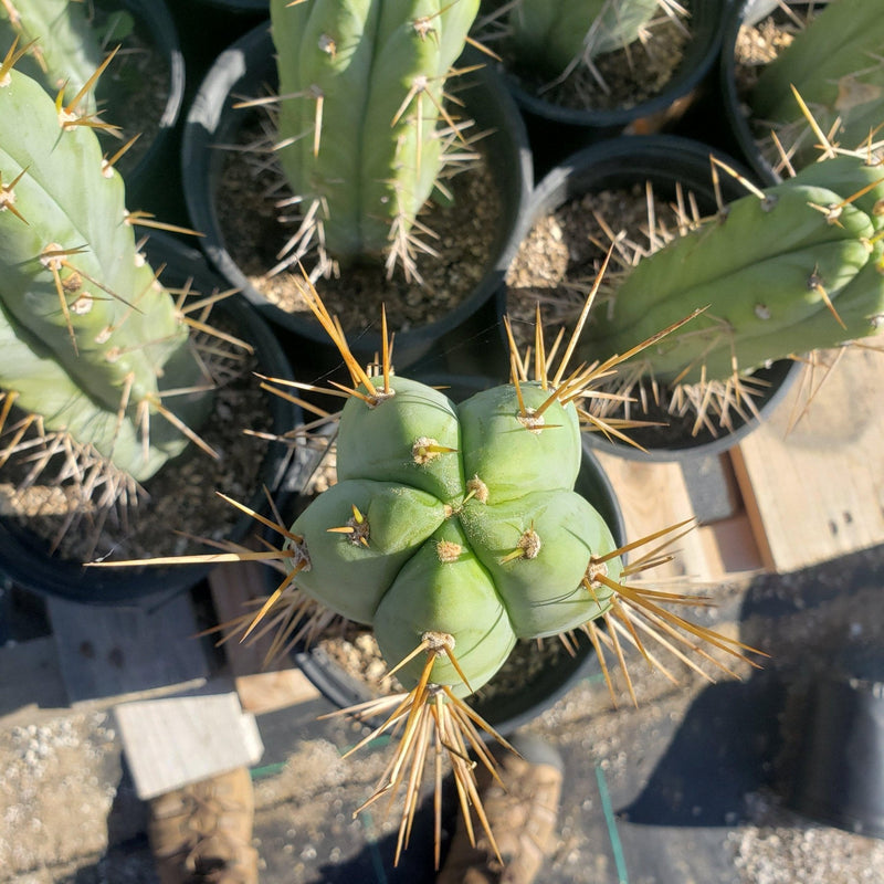 #EC44 EXACT Trichocereus Bridgesii "Jiimz Strong Spine" Cactus