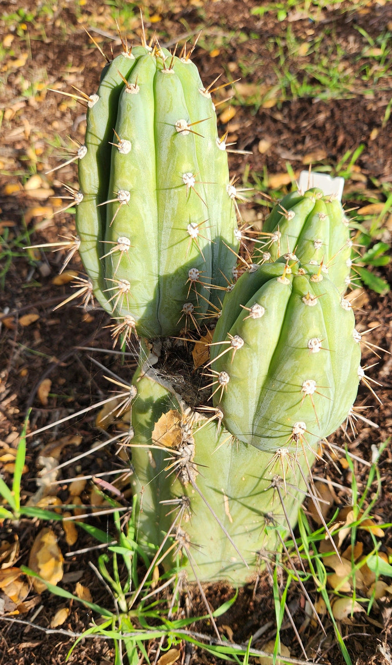 #EC45 EXACT Trichocereus Peruvianus "Storage Yard" Cactus CUTTING