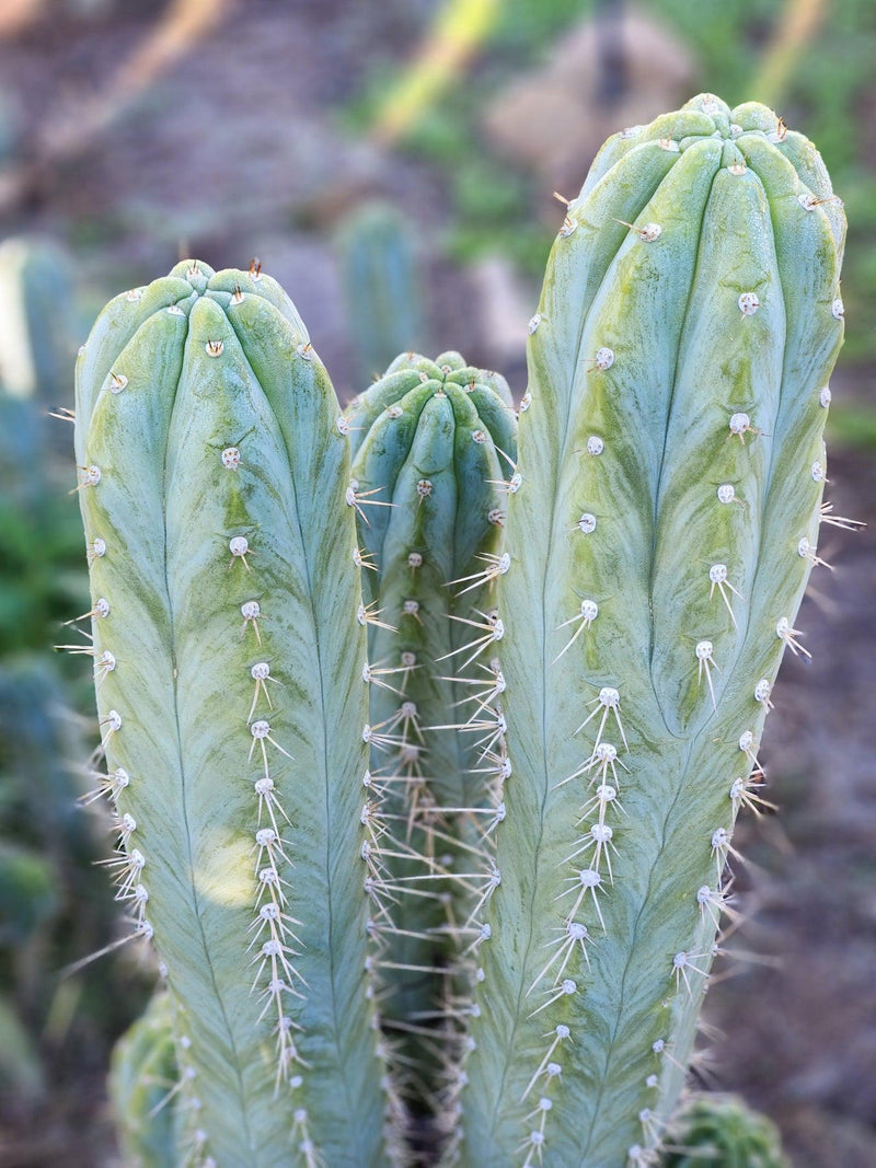 #EC45 EXACT Trichocereus Peruvianus "Storage Yard" Cactus CUTTING