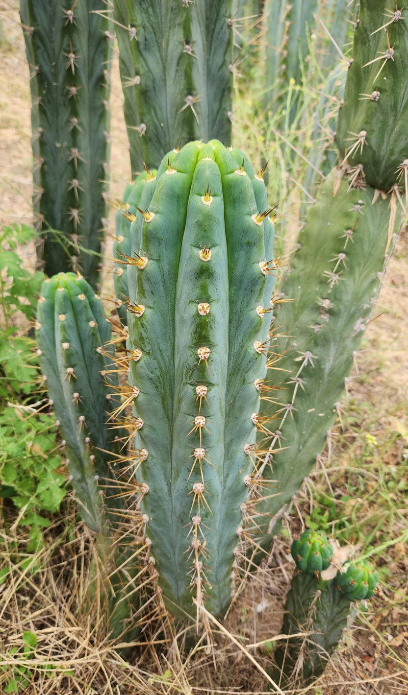 #EC45 EXACT Trichocereus Peruvianus "Storage Yard" Cactus CUTTING