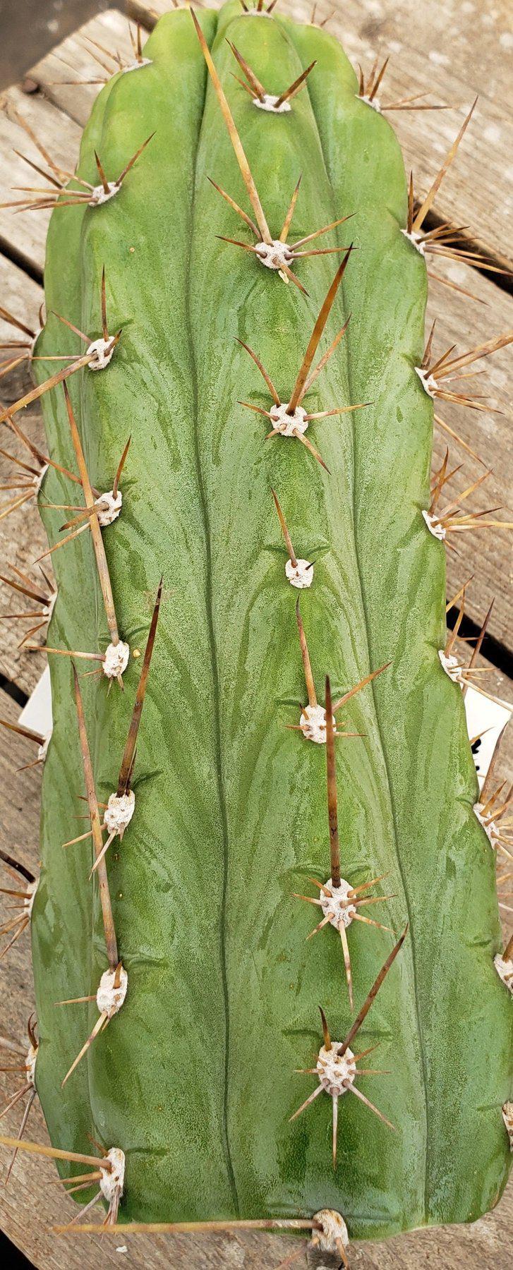 #EC45 EXACT Trichocereus Peruvianus "Storage Yard" Cactus CUTTING