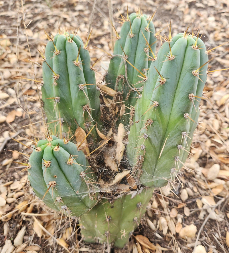 #EC45 EXACT Trichocereus Peruvianus "Storage Yard" Cactus CUTTING