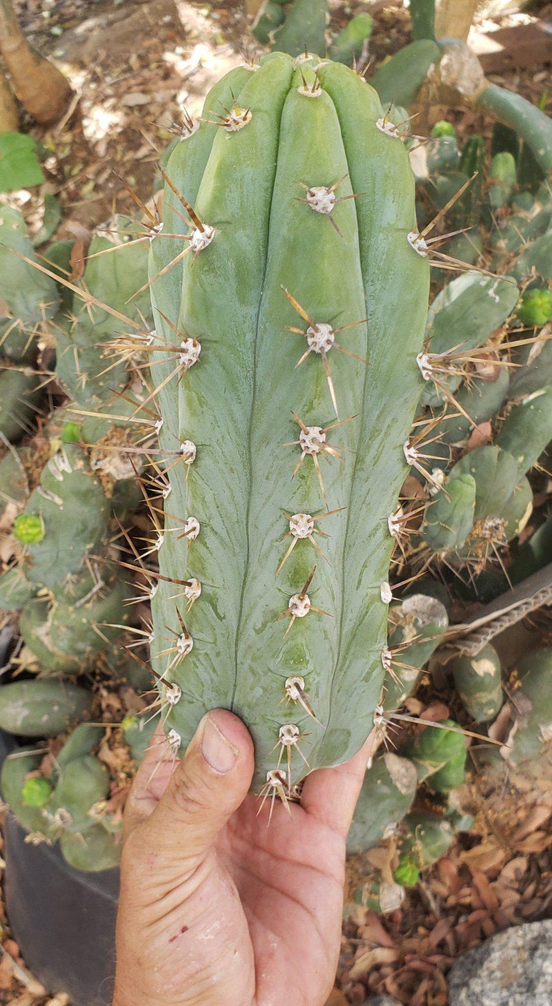 #EC45 EXACT Trichocereus Peruvianus "Storage Yard" Cactus CUTTING