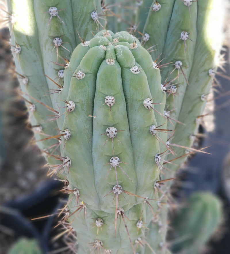 #EC45 EXACT Trichocereus Peruvianus "Storage Yard" Cactus CUTTING