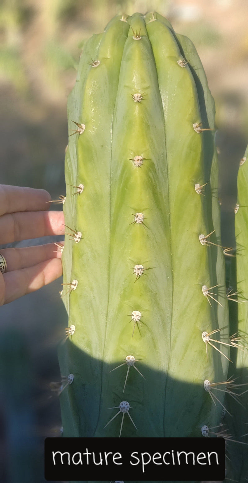 #EC45 EXACT Trichocereus Peruvianus "Storage Yard" Cactus CUTTING