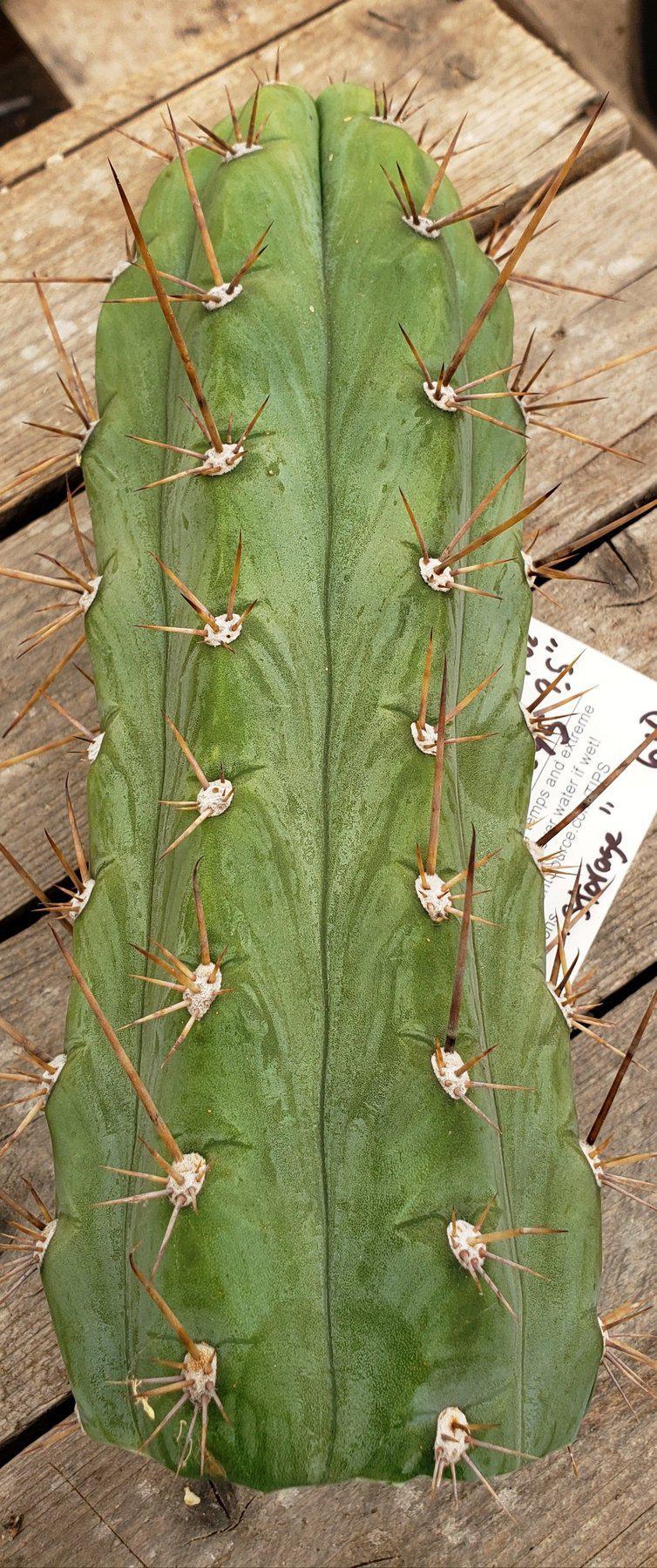 #EC45 EXACT Trichocereus Peruvianus "Storage Yard" Cactus CUTTING