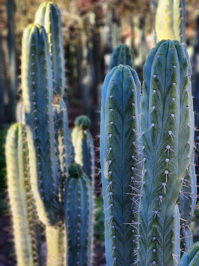 #EC45 EXACT Trichocereus Peruvianus "Storage Yard" Cactus CUTTING