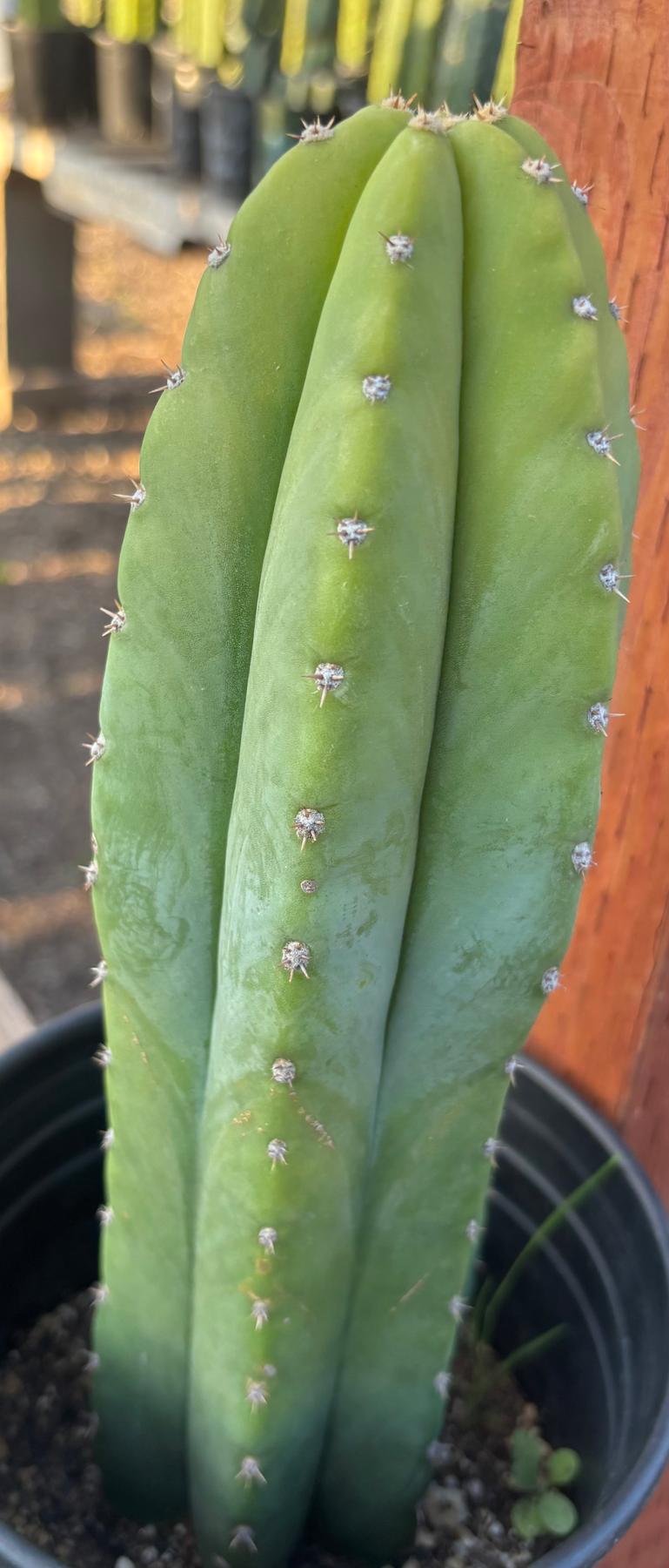 #EC46 EXACT Trichocereus Pachanoi YBP X Scop Cactus 12.5”