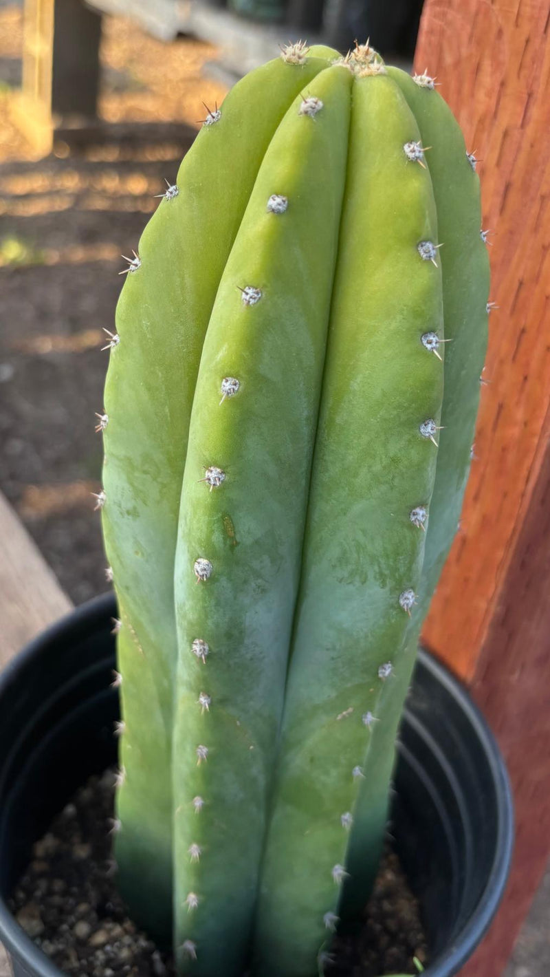 #EC46 EXACT Trichocereus Pachanoi YBP X Scop Cactus 12.5”