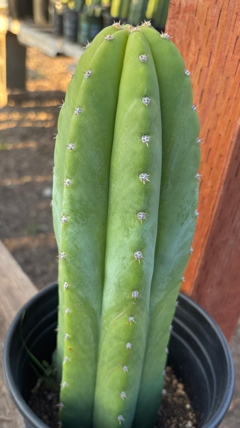 #EC46 EXACT Trichocereus Pachanoi YBP X Scop Cactus 12.5”