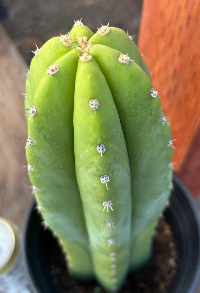#EC46 EXACT Trichocereus Pachanoi YBP X Scop Cactus 12.5”