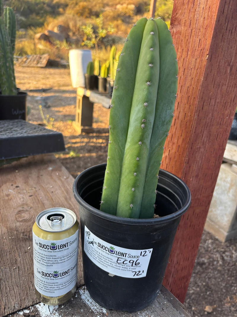 #EC46 EXACT Trichocereus Pachanoi YBP X Scop Cactus 12.5”