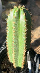 #EC46 EXACT Trichocereus Zelly X Scop Ripple Cactus 11”
