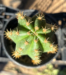 #EC46 EXACT Trichocereus Zelly X Scop Ripple Cactus 11”