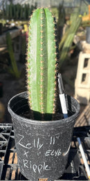 #EC46 EXACT Trichocereus Zelly X Scop Ripple Cactus 11”