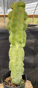 #EC47 EXACT Lophocereus schottii Monstrose Totem Pole Cactus 20"