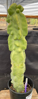 #EC47 EXACT Lophocereus schottii Monstrose Totem Pole Cactus 20"