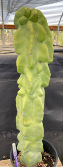 #EC47 EXACT Lophocereus schottii Monstrose Totem Pole Cactus 20"
